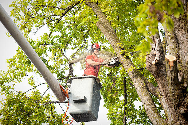 How Our Tree Care Process Works  in Buffalo, NY